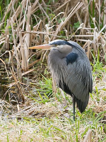 Washington State, Juanita Bay Park. Great blue heron in the wetland standing on one leg resting Art Print